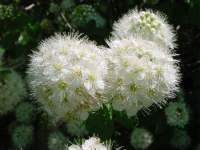 spiraea trilobata.JPG